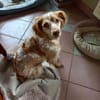 Ciela jetzt Siva - sucht neues Zuhause
