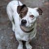 Klein♥Abbie♥Schmusemaus 63820 Elsenfeld