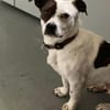 Klein♥Abbie♥Schmusemaus 63820 Elsenfeld