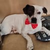 Klein♥Abbie♥Schmusemaus 63820 Elsenfeld
