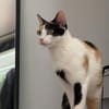 Vermittlungshilfe für Schmusekatze