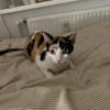 Vermittlungshilfe für Schmusekatze