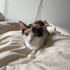 Vermittlungshilfe für Schmusekatze