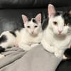 Dave, ruhiger Schmuser, 1 Jahr in 82054