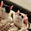 Dave, ruhiger Schmuser, 1 Jahr in 82054