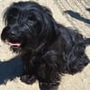 Liebenswerte Babi sucht Familie