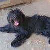 Liebenswerte Babi sucht Familie