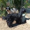 Liebenswerte Babi sucht Familie