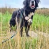 Amy - Ein bezauberndes Hundeherz