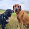 Amy - Ein bezauberndes Hundeherz