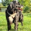 Amy - Ein bezauberndes Hundeherz