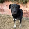Vicky: Treue Seele (50321 Brühl)