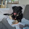 Vicky: Treue Seele (50321 Brühl)
