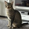 Balou sucht mit Garten oder Freigang