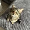 Balou sucht mit Garten oder Freigang