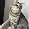 Balou sucht mit Garten oder Freigang