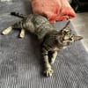 Balou sucht mit Garten oder Freigang