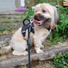 Schröder, verschmuster Pekinesen-Shi-Tzu