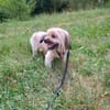 Schröder, verschmuster Pekinesen-Shi-Tzu