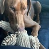 Dringend Pflegestelle gesucht