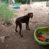 Dringend Pflegestelle gesucht