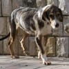 Viki - Starke Kämpferin sucht Zuhause
