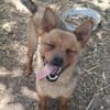 Chihuahuamix-Hündin, 1 Jahr
