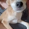 Carmine  kleines süßes Hundekind