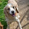 Geben Sie Senior Boston eine Chance?