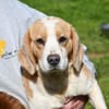 Geben Sie Senior Boston eine Chance?