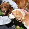 Geben Sie Senior Boston eine Chance?