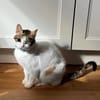 Luna - die Wandelbare
