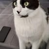Sharif, charmanter Kater, ca. 4J 51429