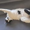 Sharif, charmanter Kater, ca. 4J 51429