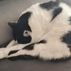 Sharif, charmanter Kater, ca. 4J 51429
