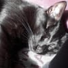 Tess, liebe Katzendame, ca. 4 Jahre