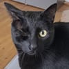 Tess, liebe Katzendame, ca. 4 Jahre