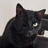 Tess, liebe Katzendame, ca. 4 Jahre