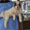 Dingo wünscht sich neues Zuhause