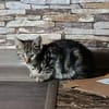 Lilli sucht neuen Wirkungskreis