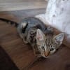 Lilli sucht neuen Wirkungskreis