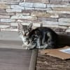Lilli sucht neuen Wirkungskreis