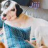 Jiji sanft, ruhig und liebevoll 7/23 DE