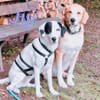 Jiji sanft, ruhig und liebevoll 7/23 DE