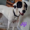 Jiji sanft, ruhig und liebevoll 7/23 DE