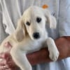 Adoptanten für Puccia gesucht