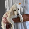 Adoptanten für Puccia gesucht