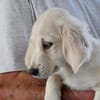 Adoptanten für Puccia gesucht