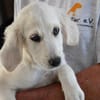 Adoptanten für Puccia gesucht