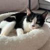 Handicap Kater Vinny